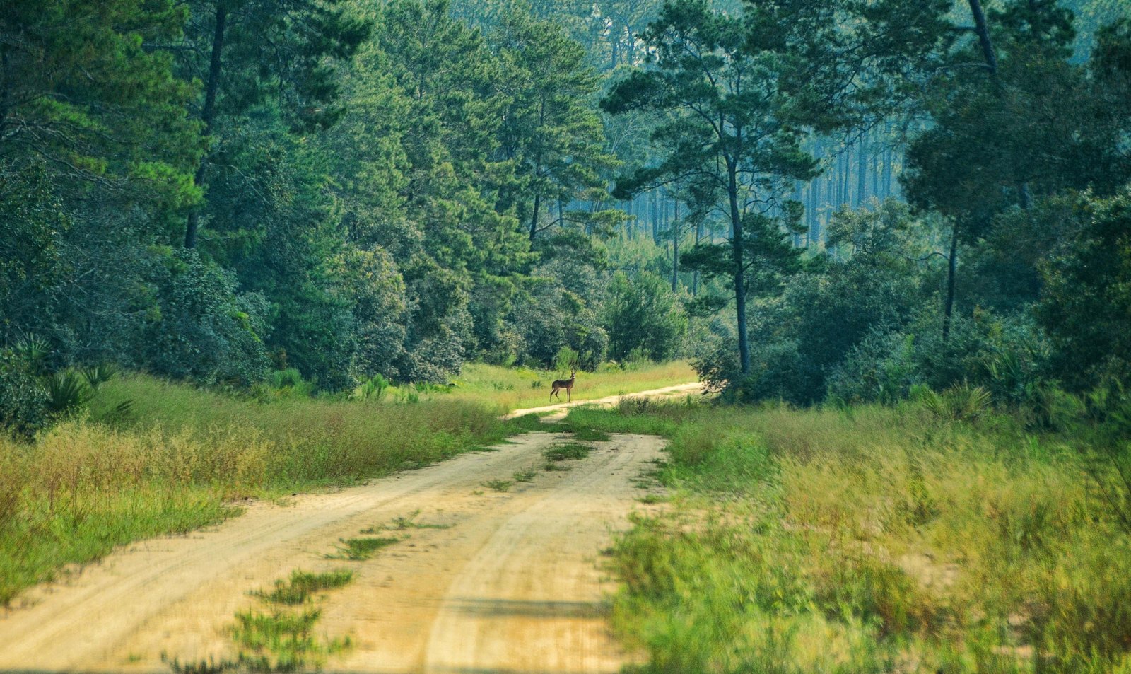 Lot for Flower Growing — Beside Cooper Lake
